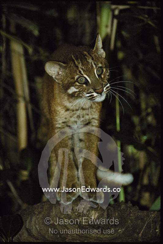 Close view of a captive Asiatic golden cat. Melbourne Zoo, Melbourne, Victoria, Australia.