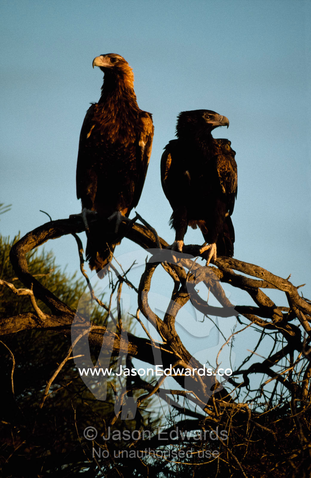 A pair of wedge-tailed eagles (Aquila audax) survey the area from their treetop perch. Francious Peron National Park, Western Australia, Australia.