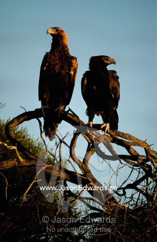 A pair of wedge-tailed eagles (Aquila audax) survey the area from their treetop perch. Francious Peron National Park, Western Australia, Australia.