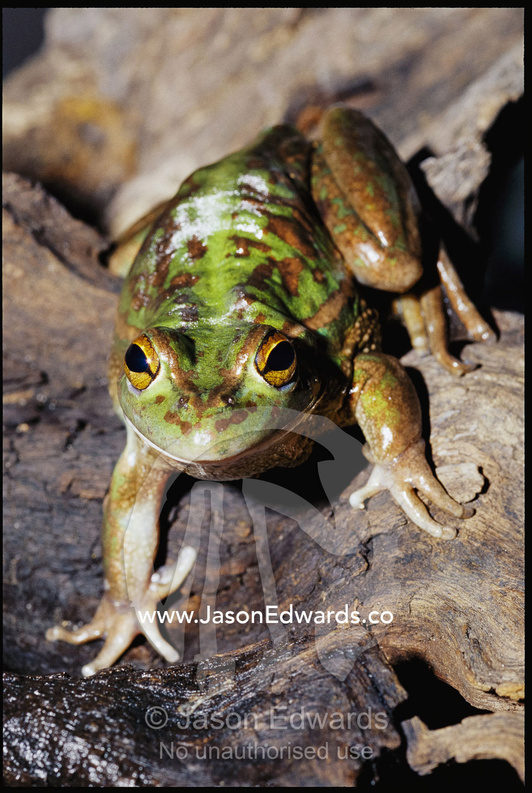 Close view of a growling grass frog stalking prey. Amphibian Research Centre, Australia.