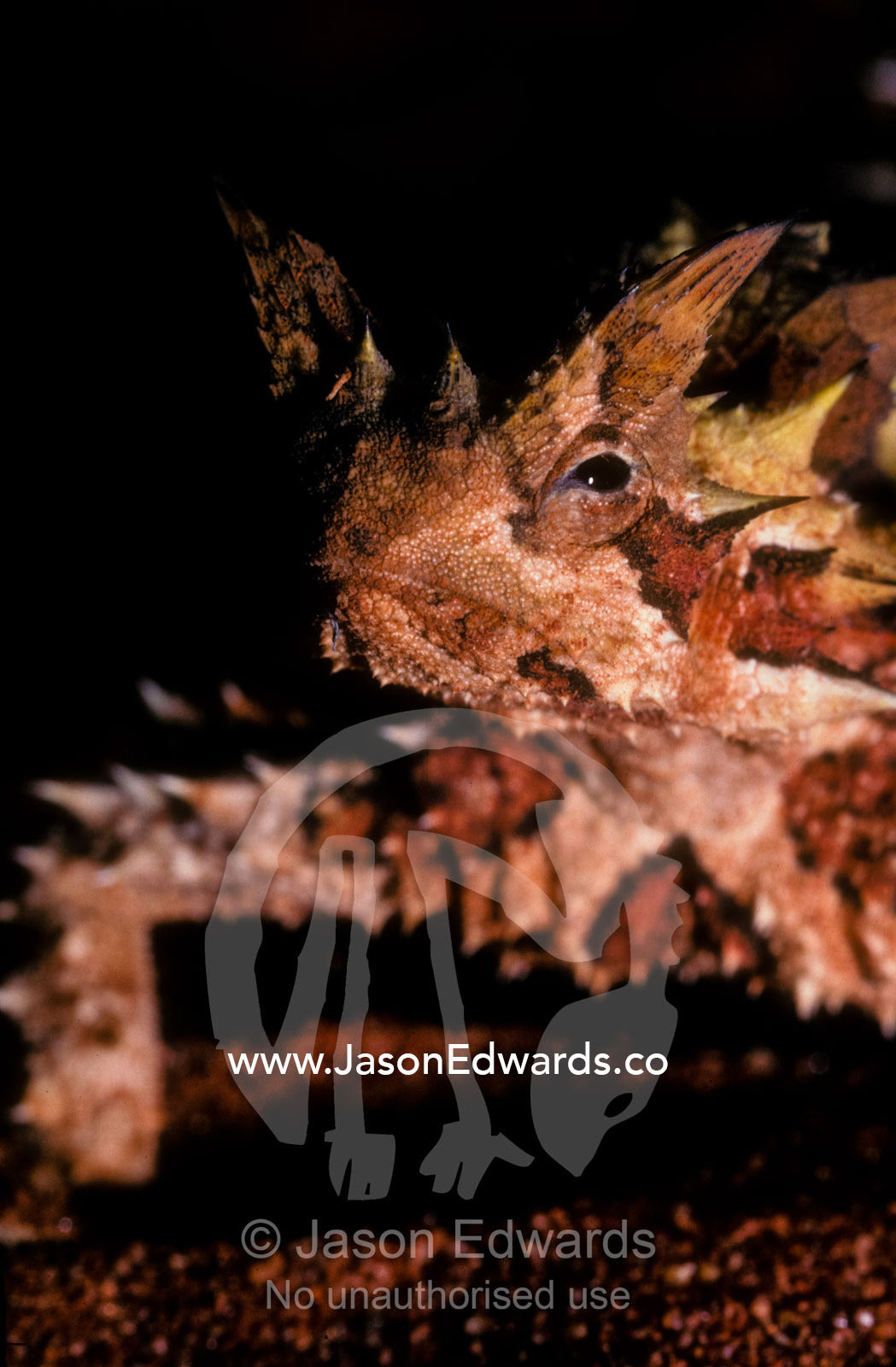 A close view of an Australian thorny devil lizard (Moloch horridus). Unnamed Conservation Park, South Australia, Australia.