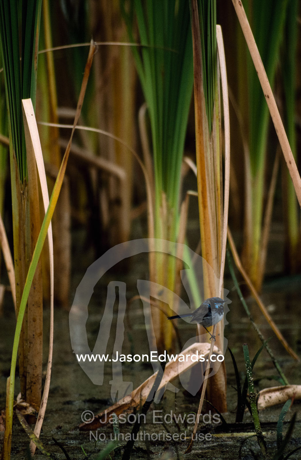 A superb fairy wren (Malurus spendens) perches in a growth of tall reeds. Bool Lagoon, South Australia, Australia.
