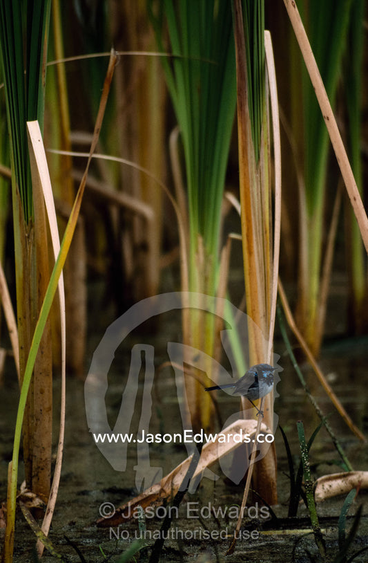 A superb fairy wren (Malurus spendens) perches in a growth of tall reeds. Bool Lagoon, South Australia, Australia.