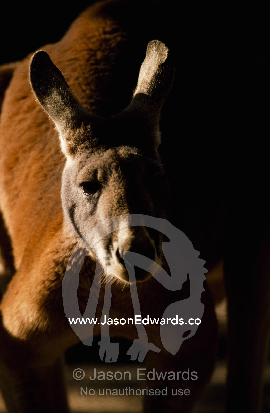 A portrait of a red kangaroo (Macropus rufus). Victoria, Australia.