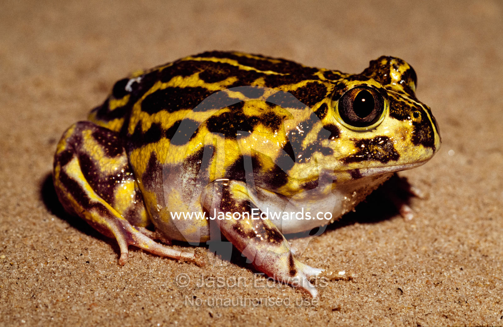 A spade foot toad (Scaphiopus holbrooki) sits on the ground. Amphibian Research Centre, Victoria, Australia.