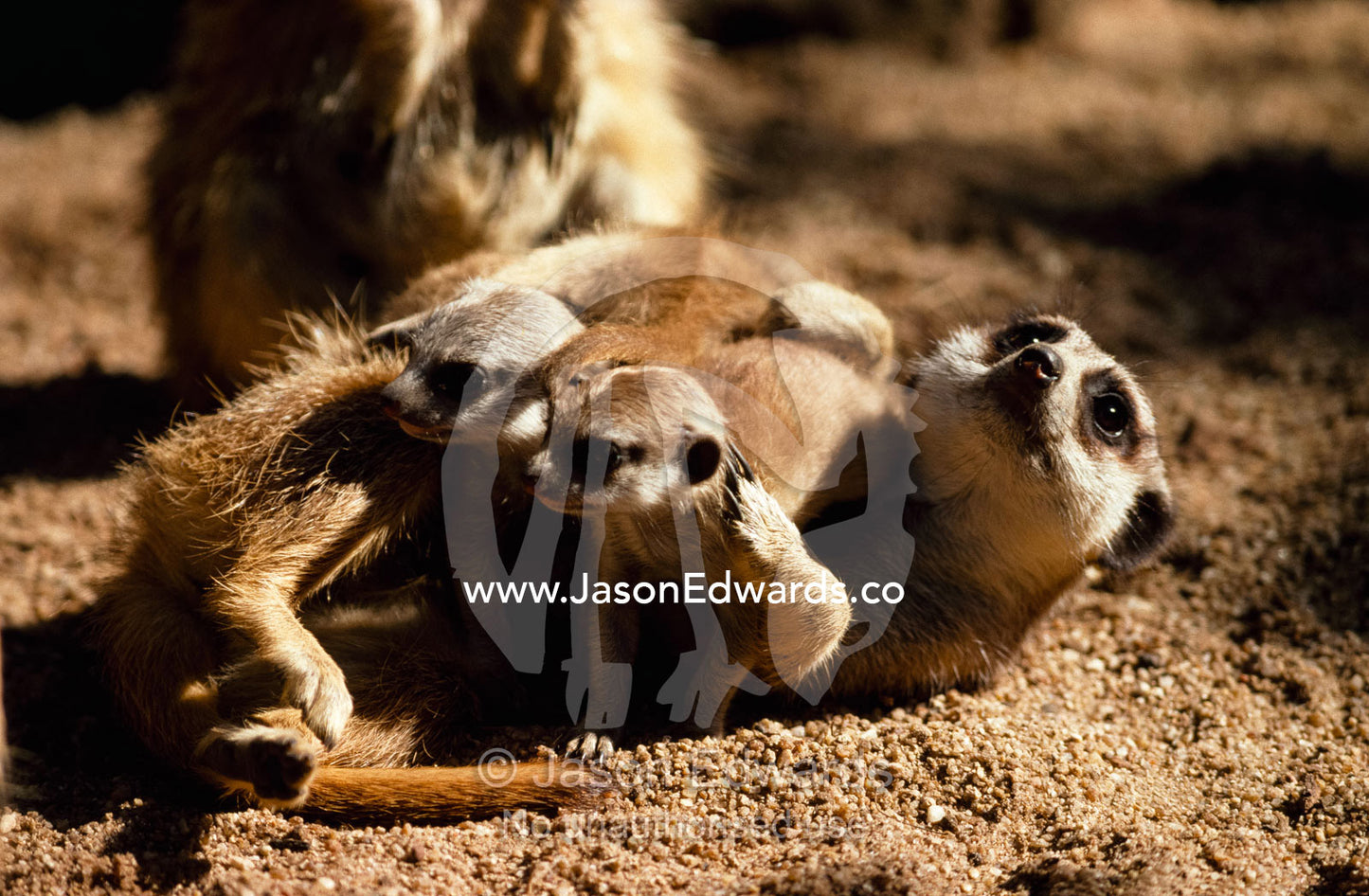 Adult meerkat (Suricata suricatta) lays on the ground with its pups. Melbourne Zoo, Melbourne, Victoria, Australia.