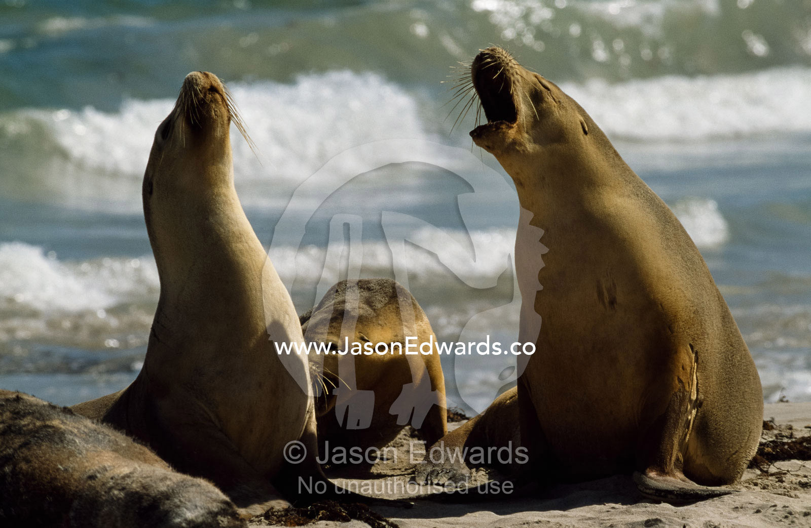Two Australian sea lions (Neophoca cinerea) voice their displeasure of each other's company. Kangaroo Island, South Australia, Australia.