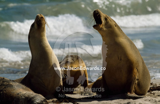 Two Australian sea lions (Neophoca cinerea) voice their displeasure of each other's company. Kangaroo Island, South Australia, Australia.