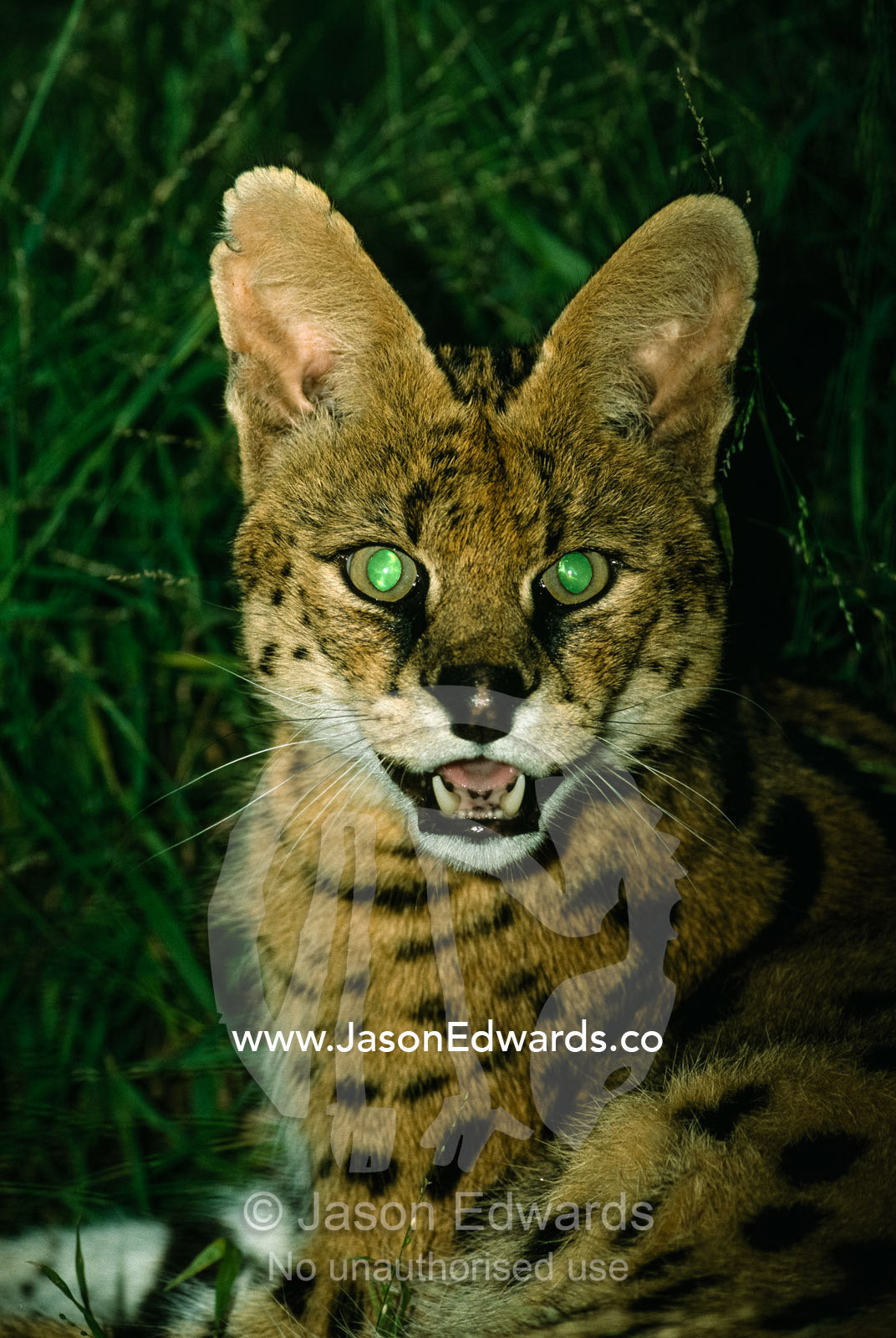 Portrait of a serval cat with light reflected on its eyes. Melbourne Zoo, Melbourne, Victoria, Australia.