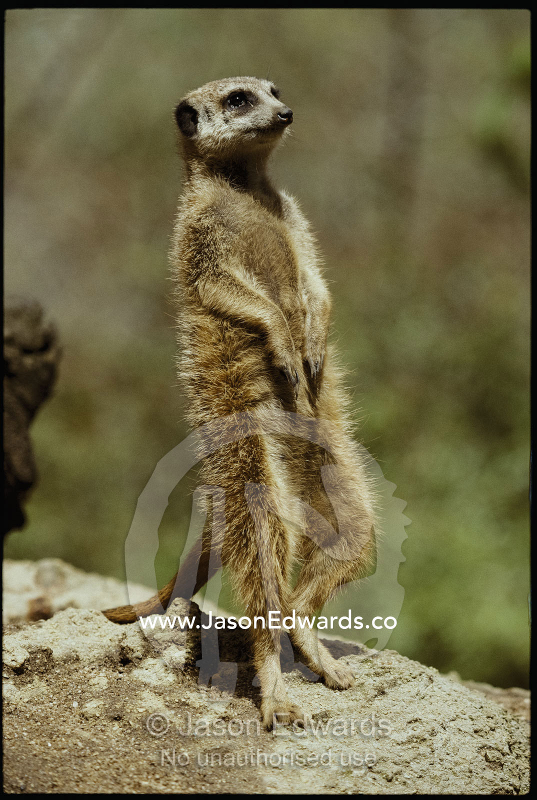 A captive meerkat stands tall as it keeps watch for danger. Melbourne Zoo, Melbourne, Victoria, Australia.