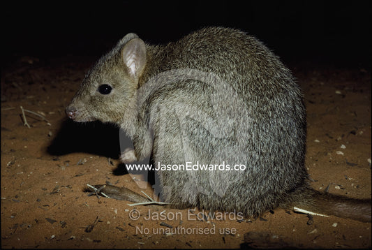 A brush-tailed bettong at night. The animal is also called a woylie. Northern Territory, Australia.