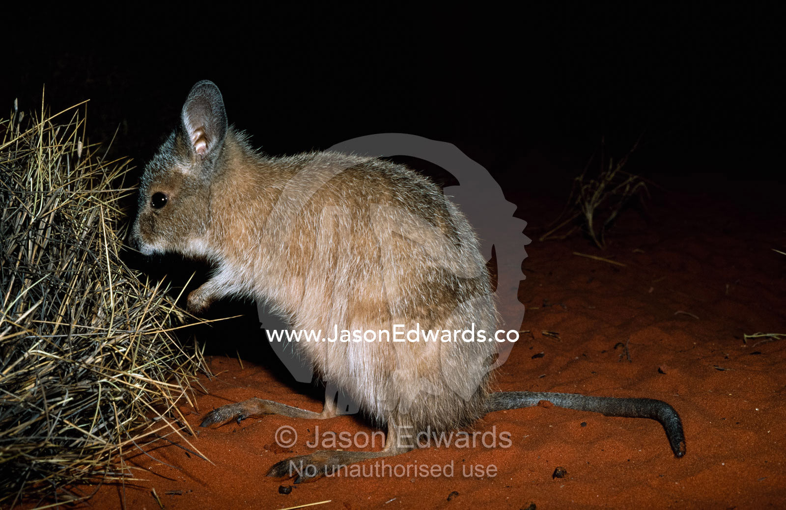 A rufous hare wallaby (Lagorchestes hirsutus) is photographed at night. Northern Territory, Australia.