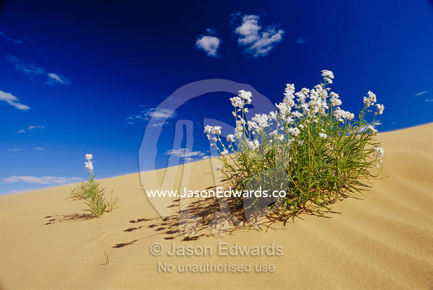 Hearty wild stock wildflowers growing on a sand dune. Simpson Desert National Park, South Australia, Australia.