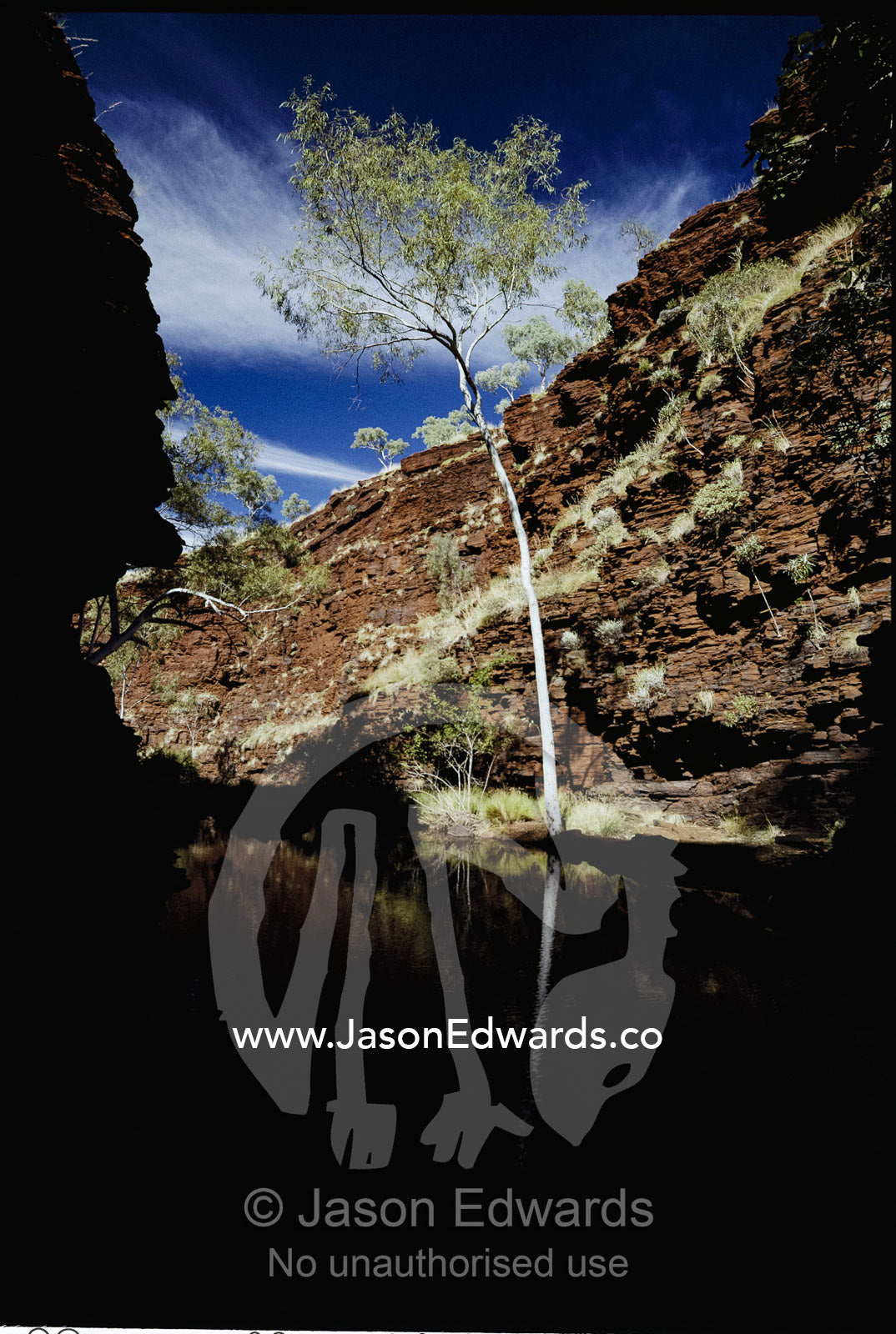 A thin ghost gum tree growing in a Pilbara Region gorge. Hamersley Range National Park, Western Australia, Australia.
