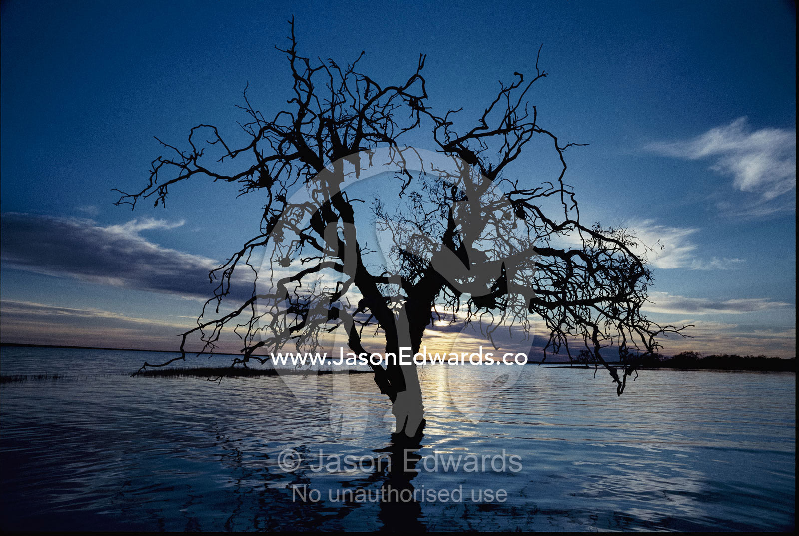 A view at dawn of a silhouetted tree in the Coongie Lakes wetlands. Coongie Lakes, South Australia, Australia.