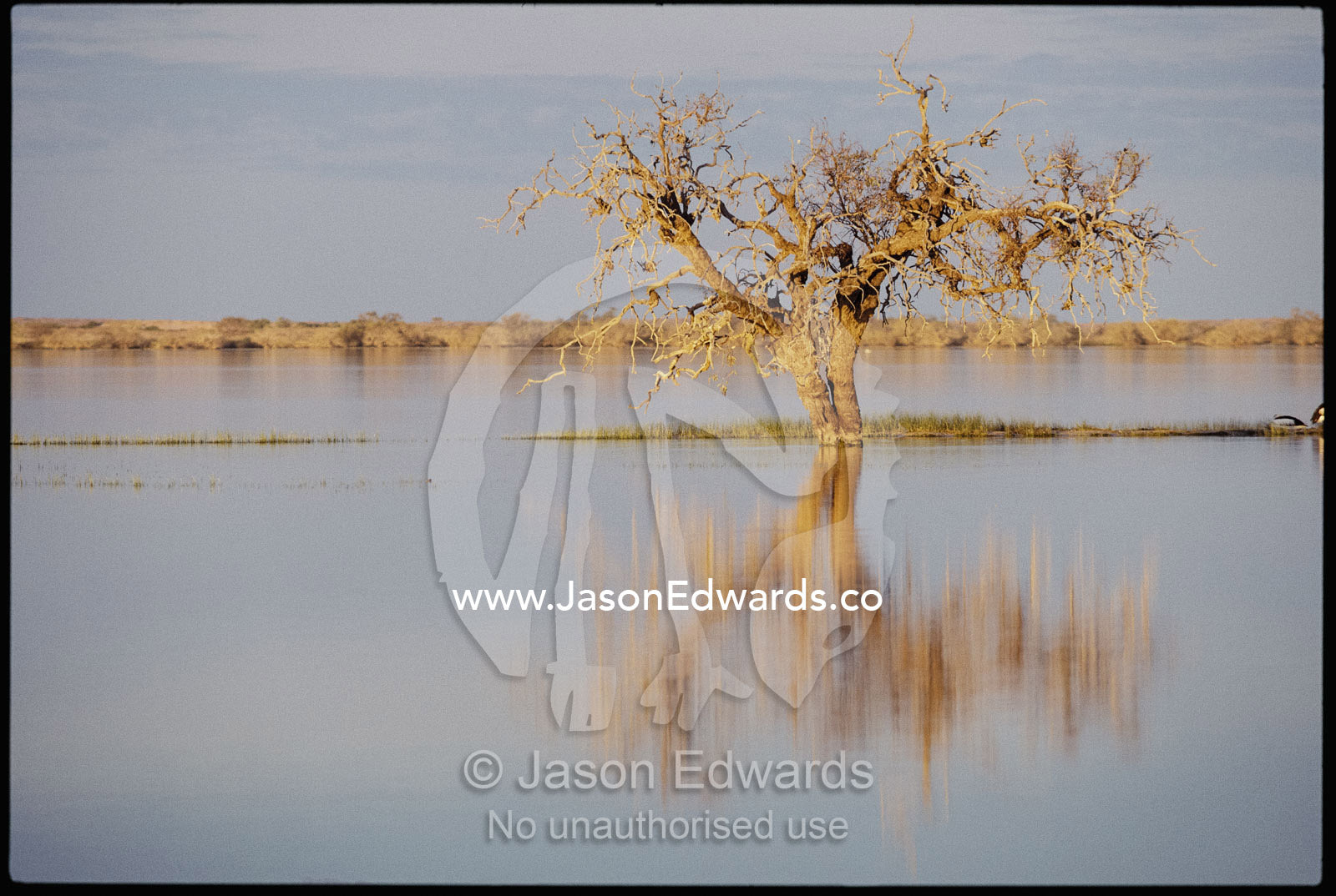 A tree in the Coongie Lakes wetlands reflected on the water's surface. Coongie Lakes, South Australia, Australia.