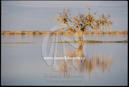 A tree in the Coongie Lakes wetlands reflected on the water's surface. Coongie Lakes, South Australia, Australia.