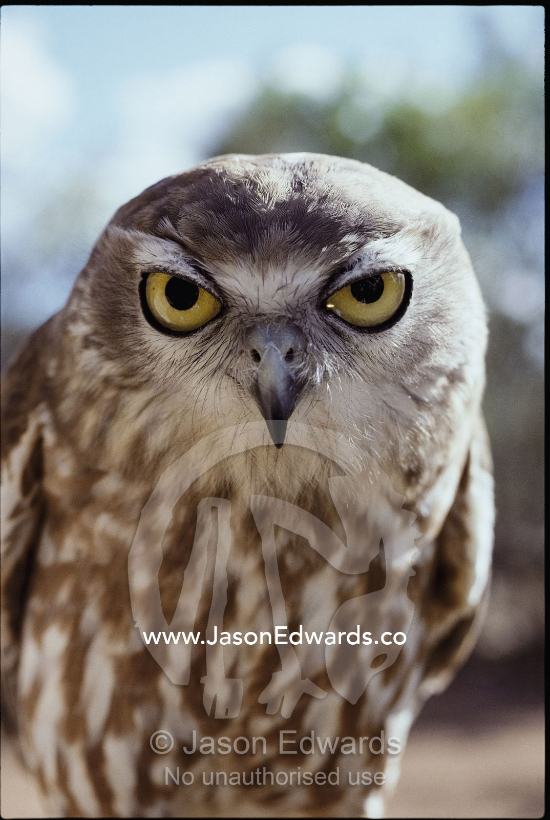 Portrait of a barking owl. The owl has a call similar to a dog's bark. Berry Springs, Northern Territory, Australia.