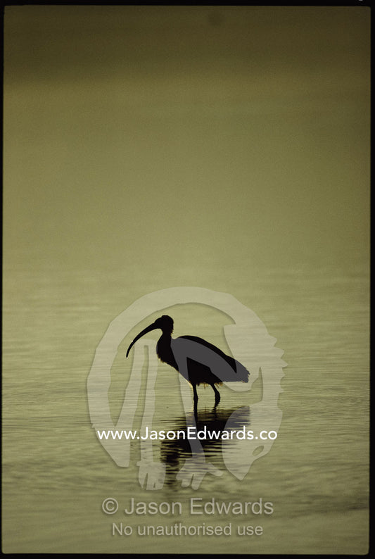A silhouetted sacred ibis wades in shallow water at dawn. Wilson's Inlet, Western Australia, Australia.