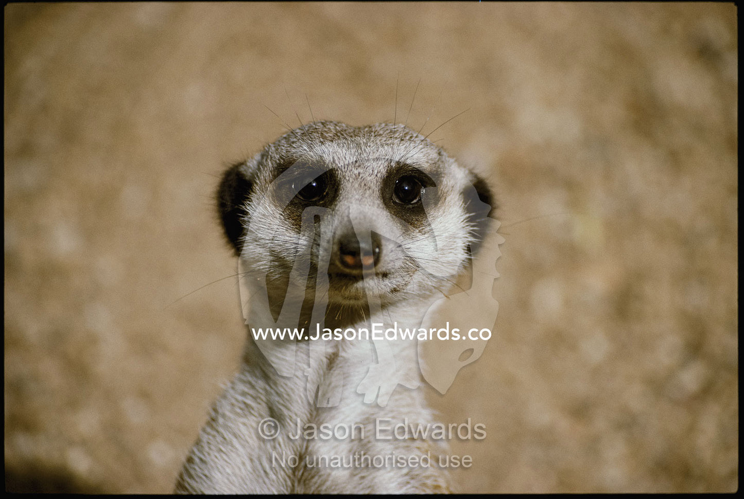 Portrait of a captive meerkat. Melbourne Zoo, Melbourne, Victoria, Australia.