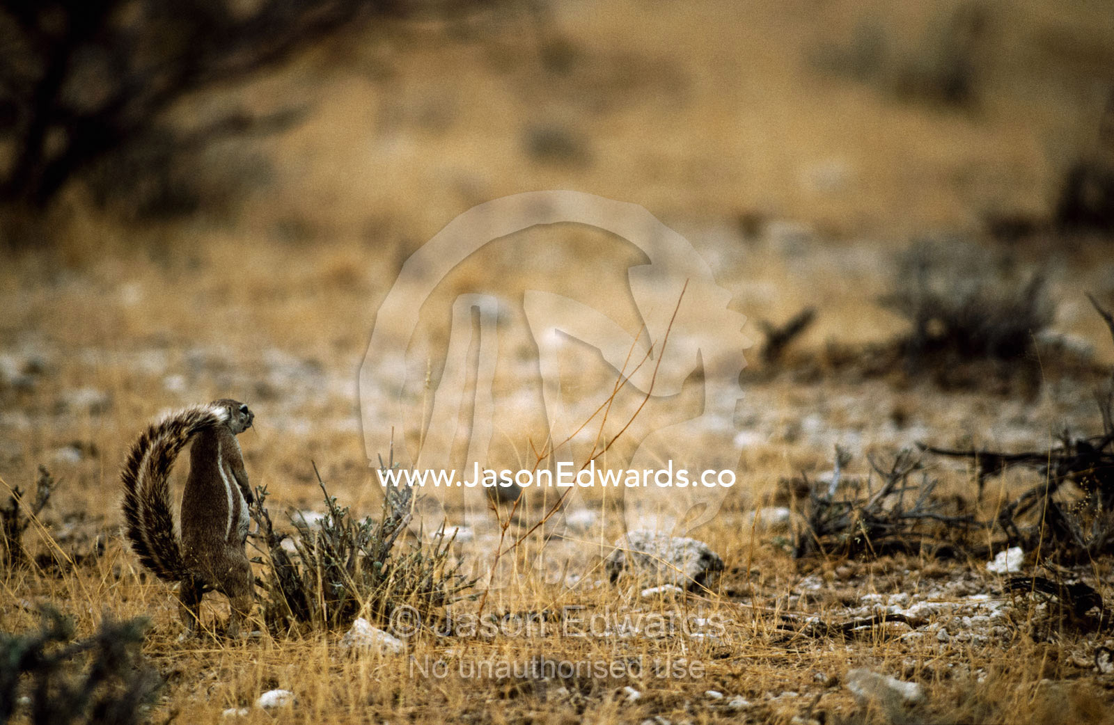 A small cape ground squirrel stands alert for predators. Etosha National Park, Namibia, Africa.