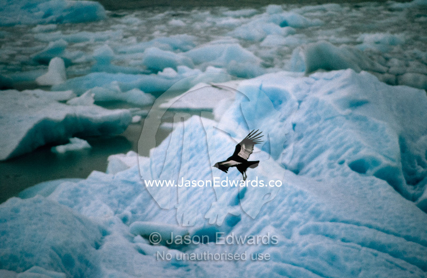 An Andean condor (Vultur gryphus) takes flight over Moreno Glacier. Moreno Glacier, Glacier National Park, Argentina.