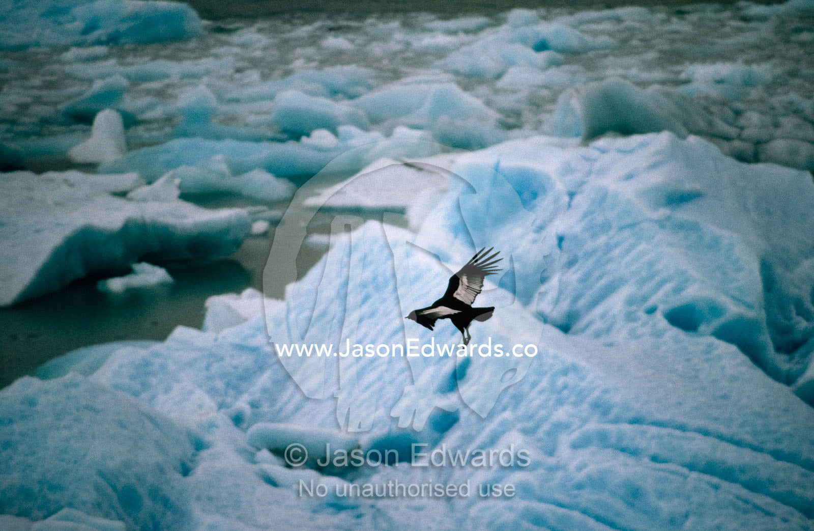 An Andean condor (Vultur gryphus) takes flight over Moreno Glacier. Moreno Glacier, Glacier National Park, Argentina.