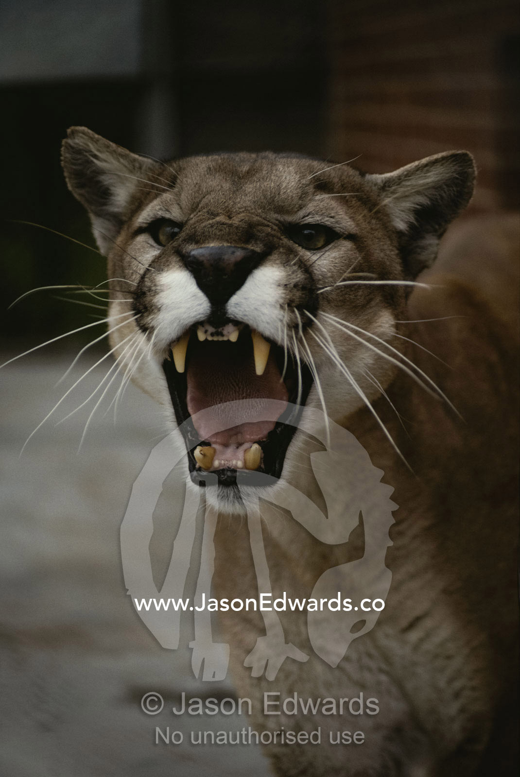 Close view of a snarling male puma. Melbourne Zoo, Victoria, Australia.