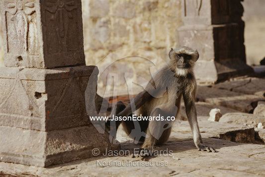 A hanuman langur living in the ruins at Ranthambhor National Park. Ranthambhor National Park, India.