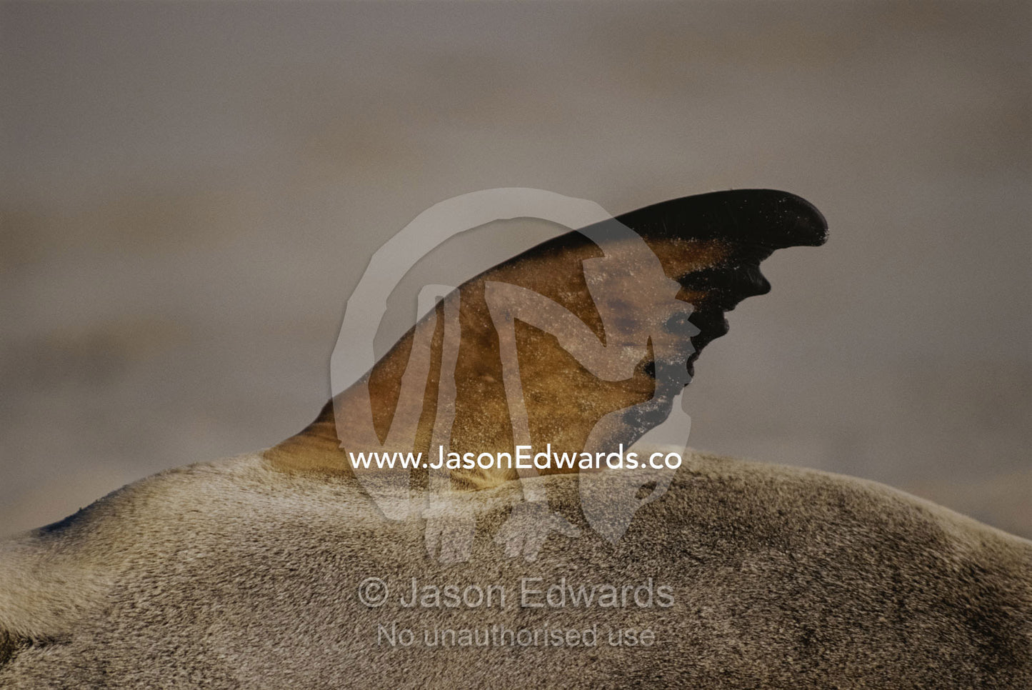 Australian sea lion "sailing" flipper to regulate body temperature. Seal Bay, Kangaroo Island, South Australia.
