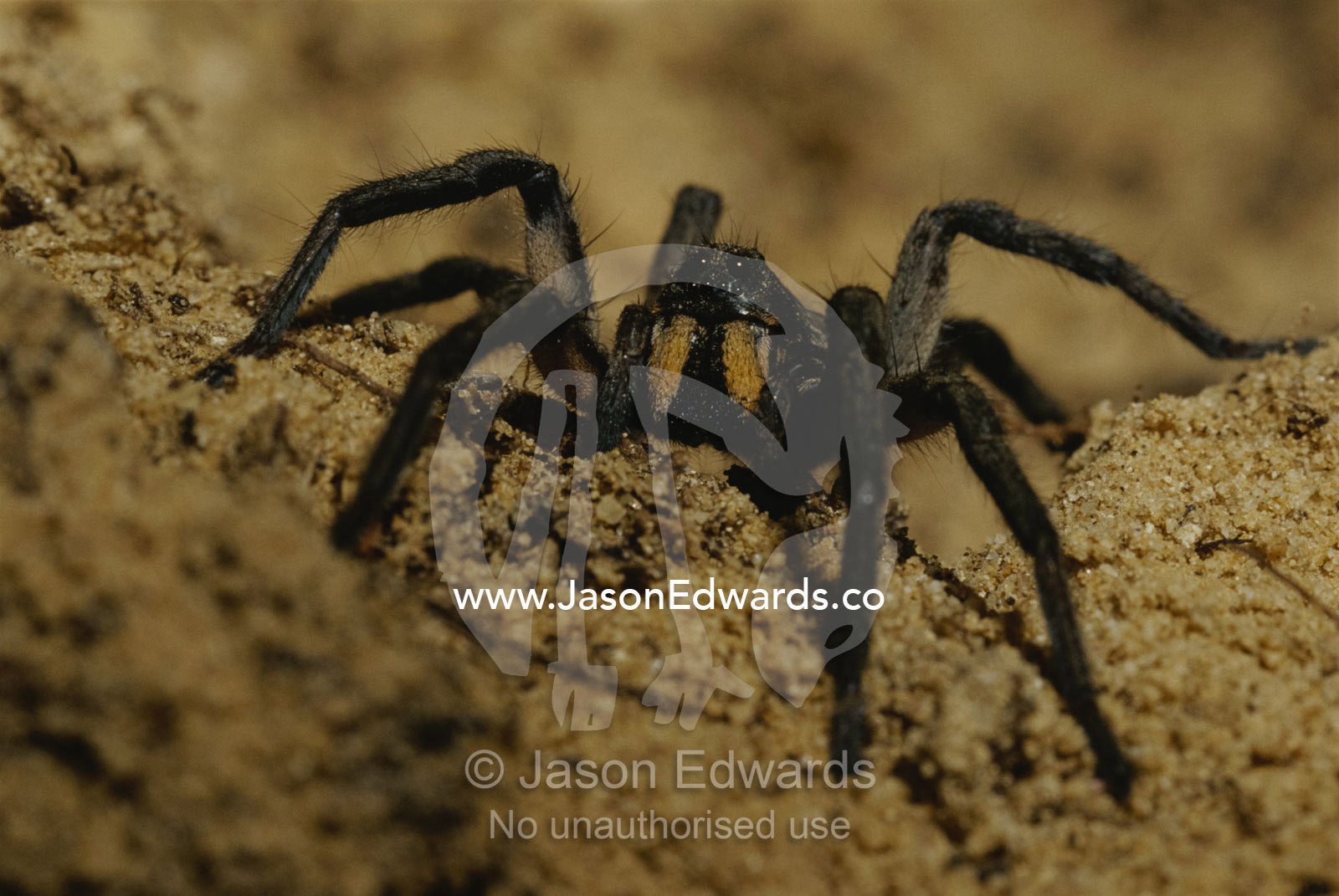 Mygalomorph spider. Coorong National Park, South Australia, Australia.