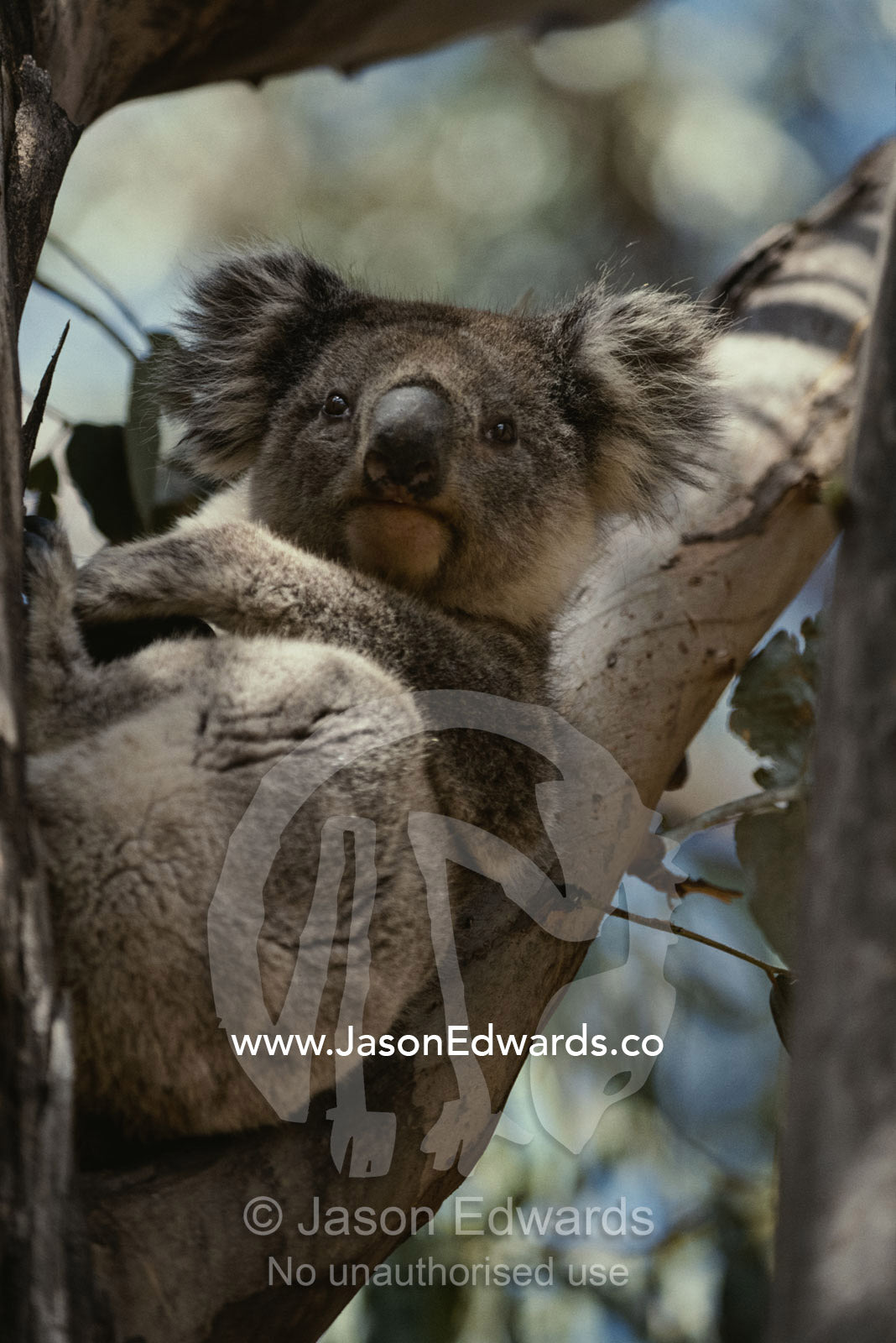 Koala in tree. Kangaroo Island, South Australia, Australia.