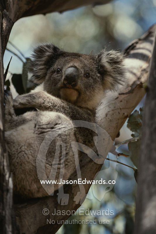 Koala in tree. Kangaroo Island, South Australia, Australia.