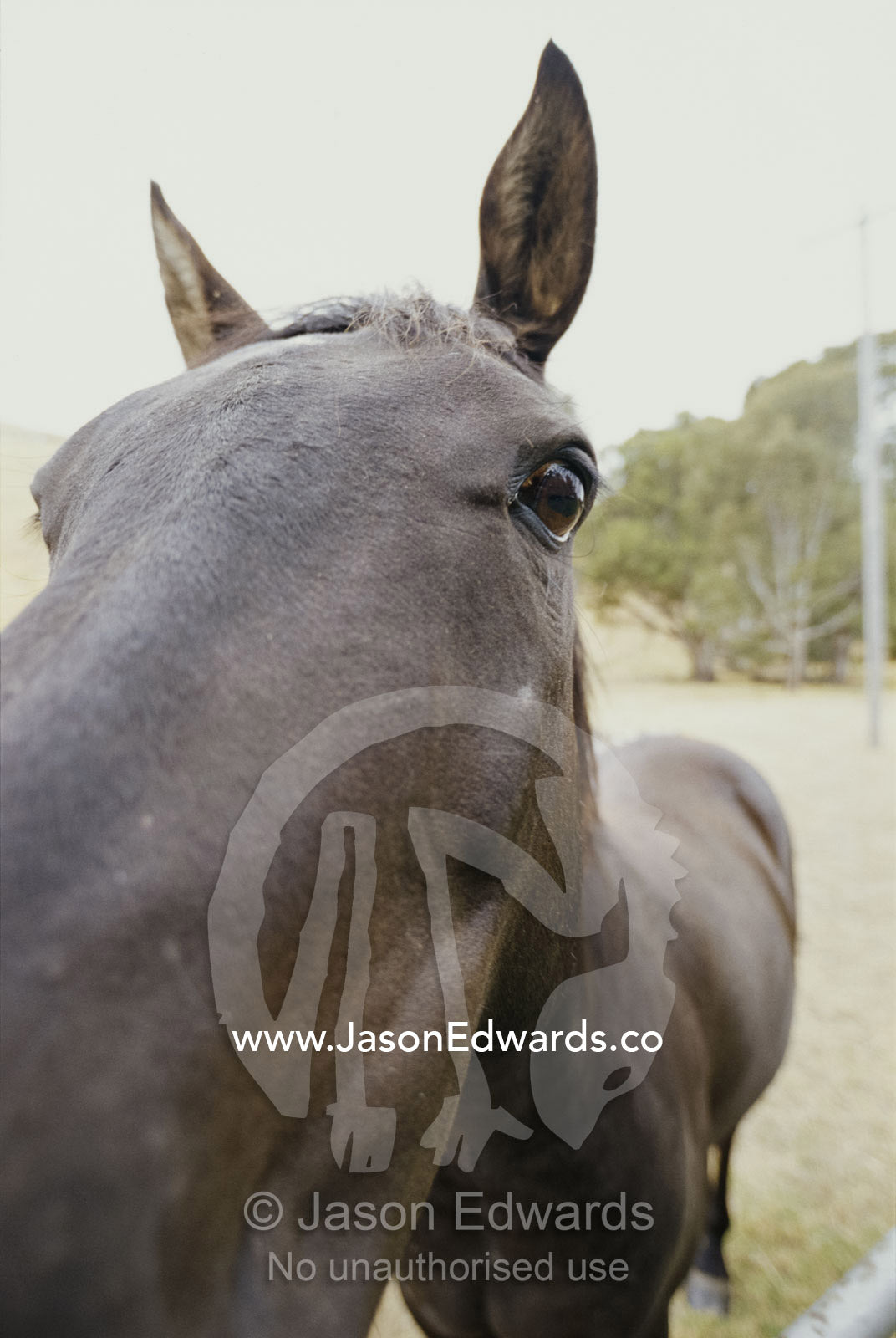 Close view of a horse's face. Casterton, Victoria, Australia.
