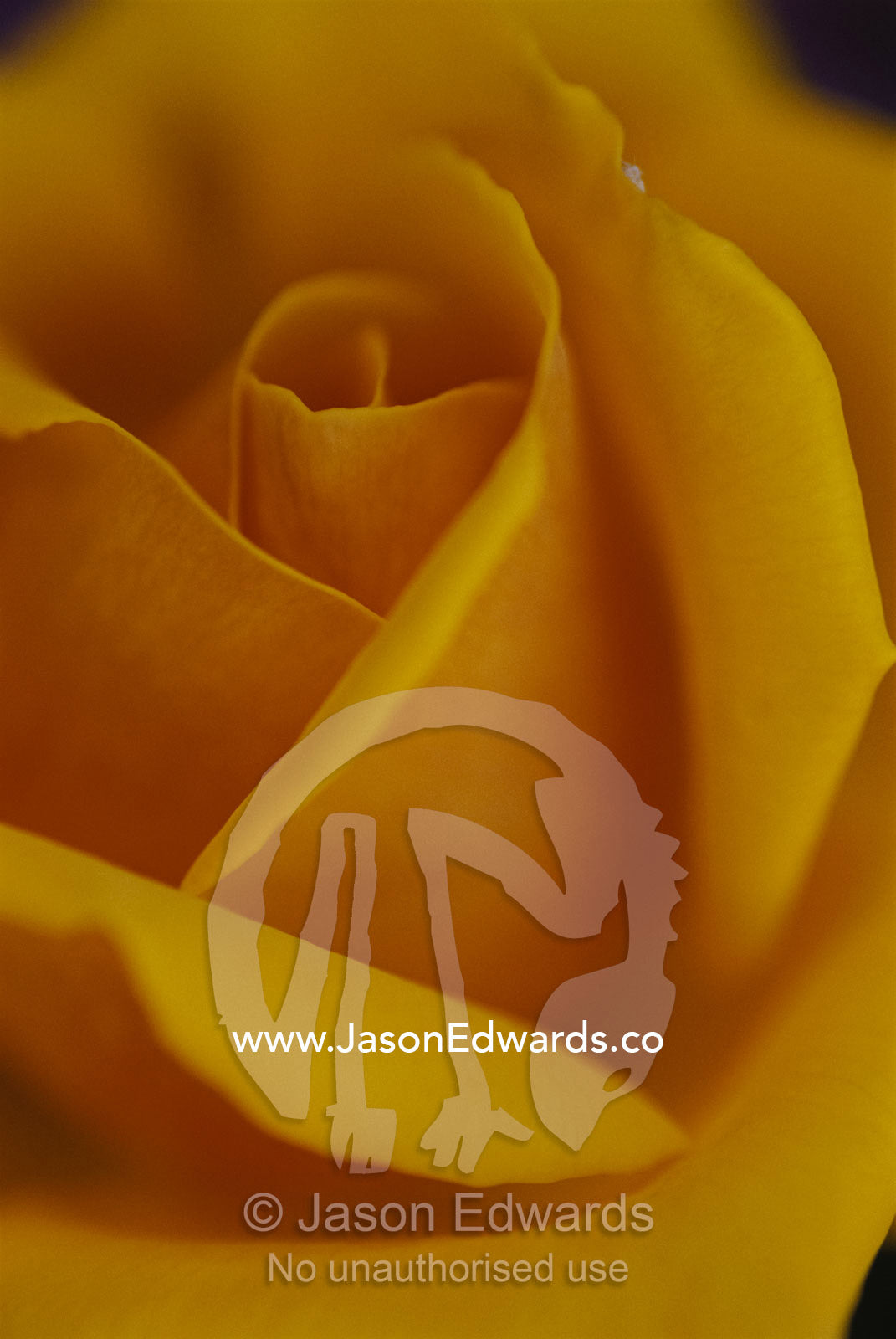 Close view of Olympic Gold rose. North Carlton, Victoria, Australia.