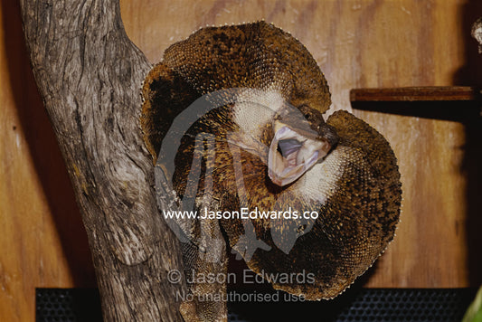 Frill-neck lizard flares its frill in defensive posture. Melbourne Zoo, Victoria, Australia.