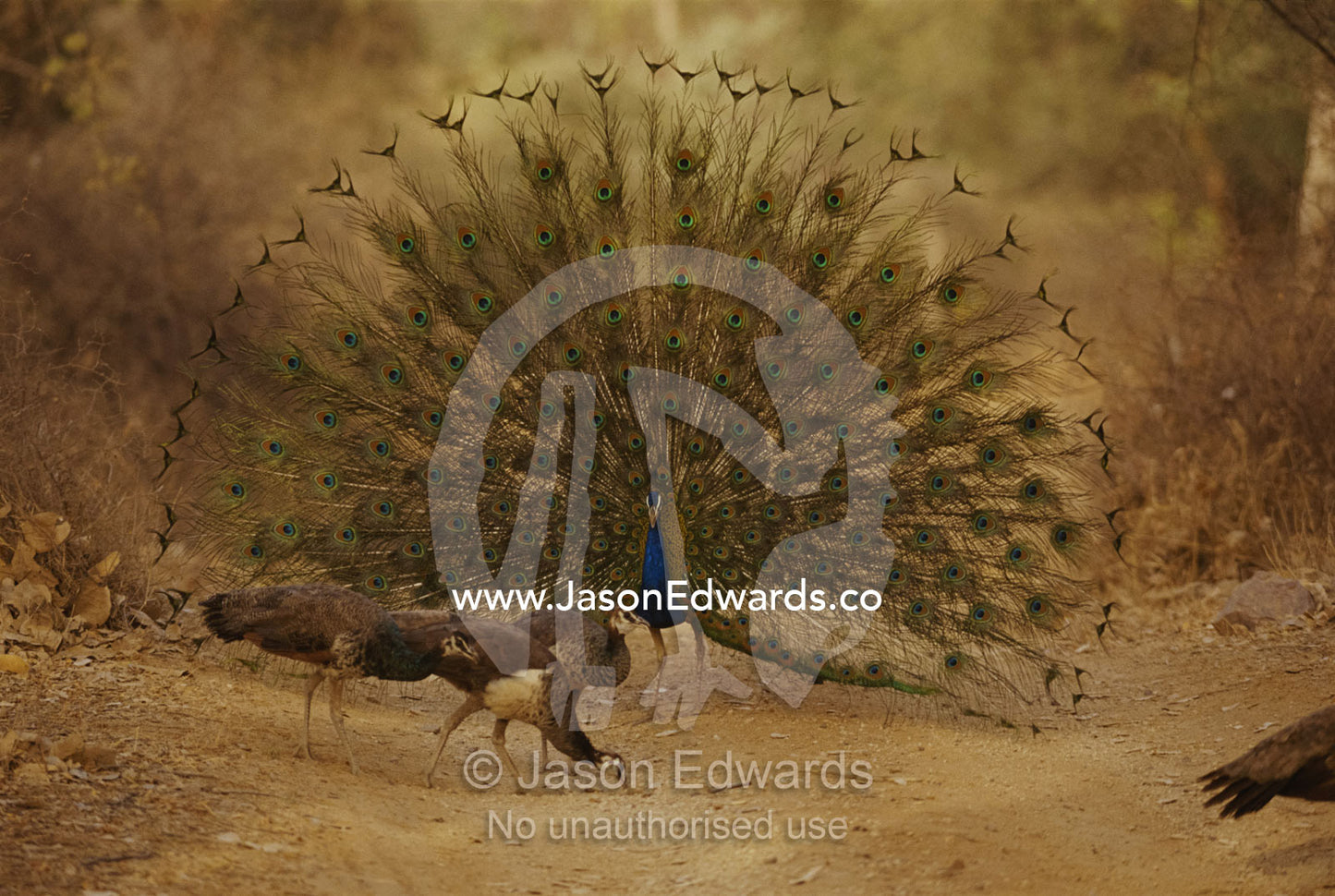 A peacock displays to a group of peahens. Ranthambhor National Park, India.