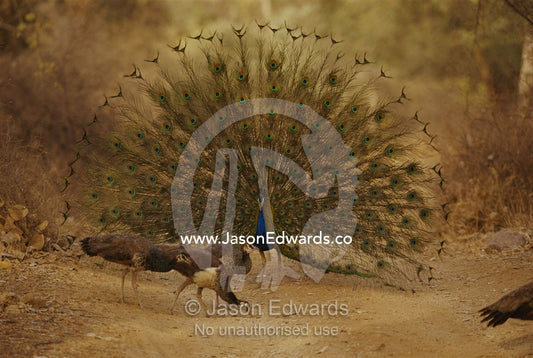 A peacock displays to a group of peahens. Ranthambhor National Park, India.