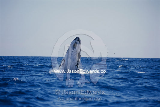 A Southern Humpback whale playfully breaching on a vast ocean. Platypus Bay, Hervey Bay, Queensland, Australia.