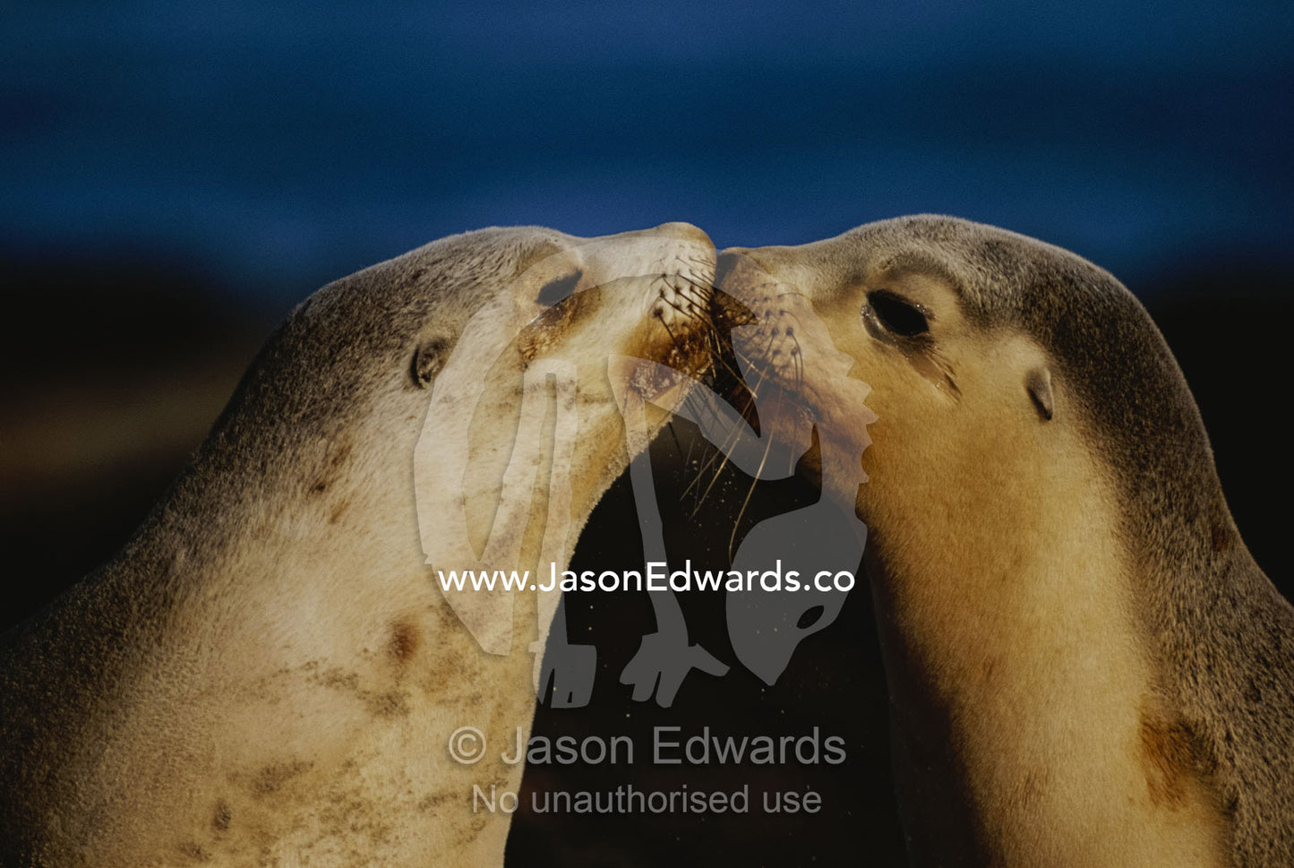 Whisker touch display between two juvenile Australian sea lions. Seal Bay, Kangaroo Island, South Australia, Australia.