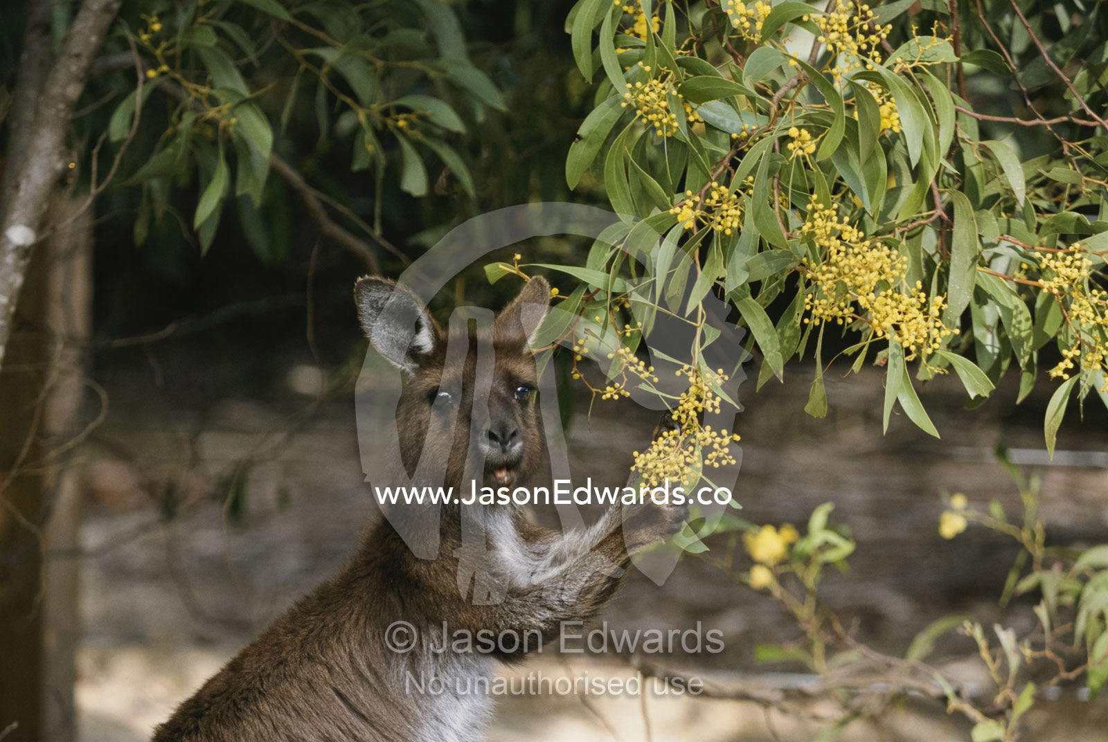 Gray kangaroo feeding on wattle flowers. Flinders Chase National Park, Kangaroo Island, South Australia, Australia.