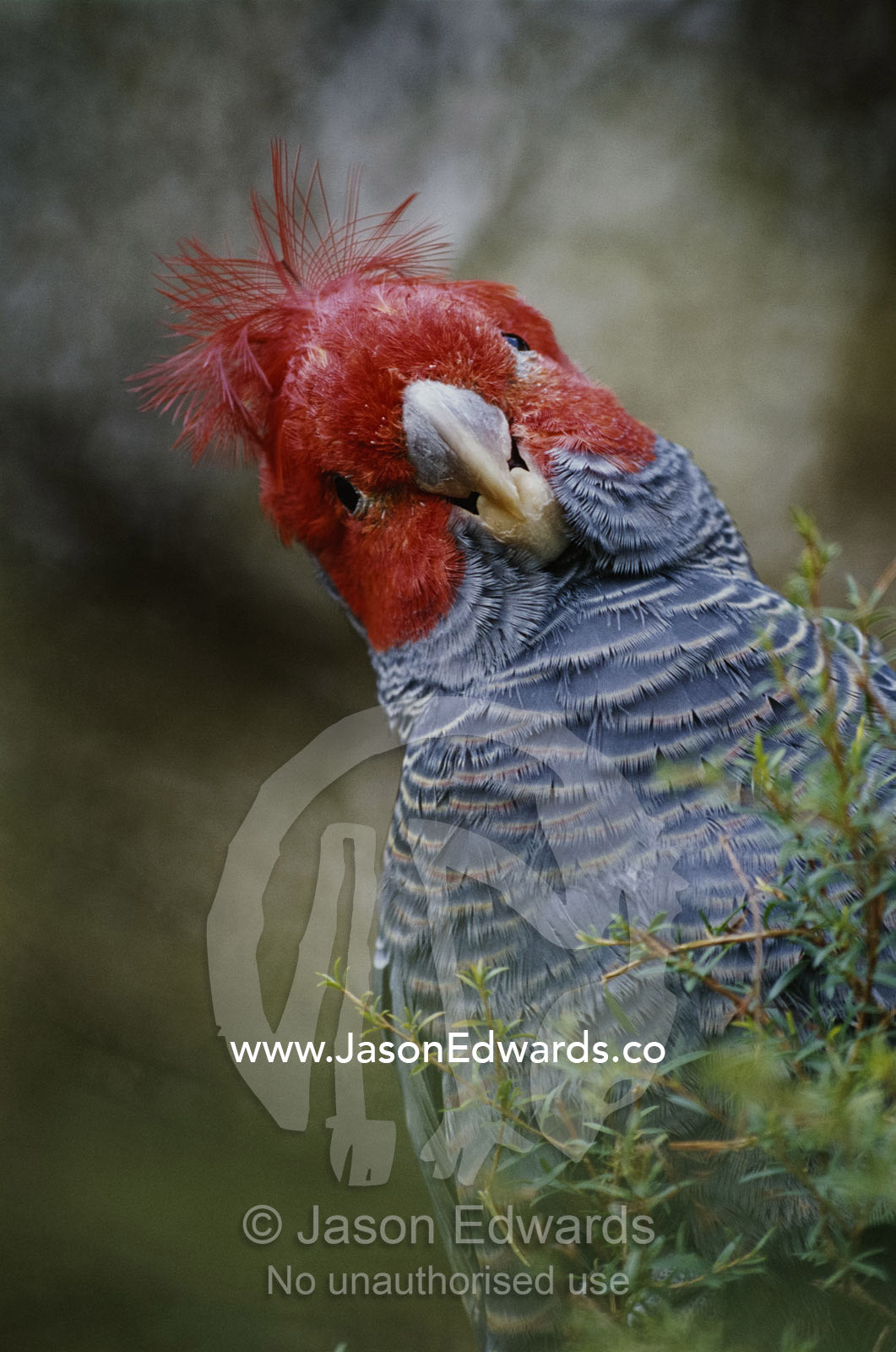 Colorful portrait of a gang-gang cockatoo. Healesville, Victoria, Australia.
