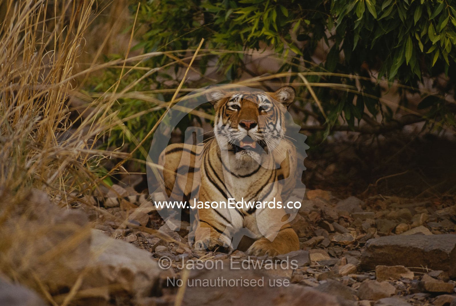 A Bengal tiger at attention. Ranthambhor National Park, India.