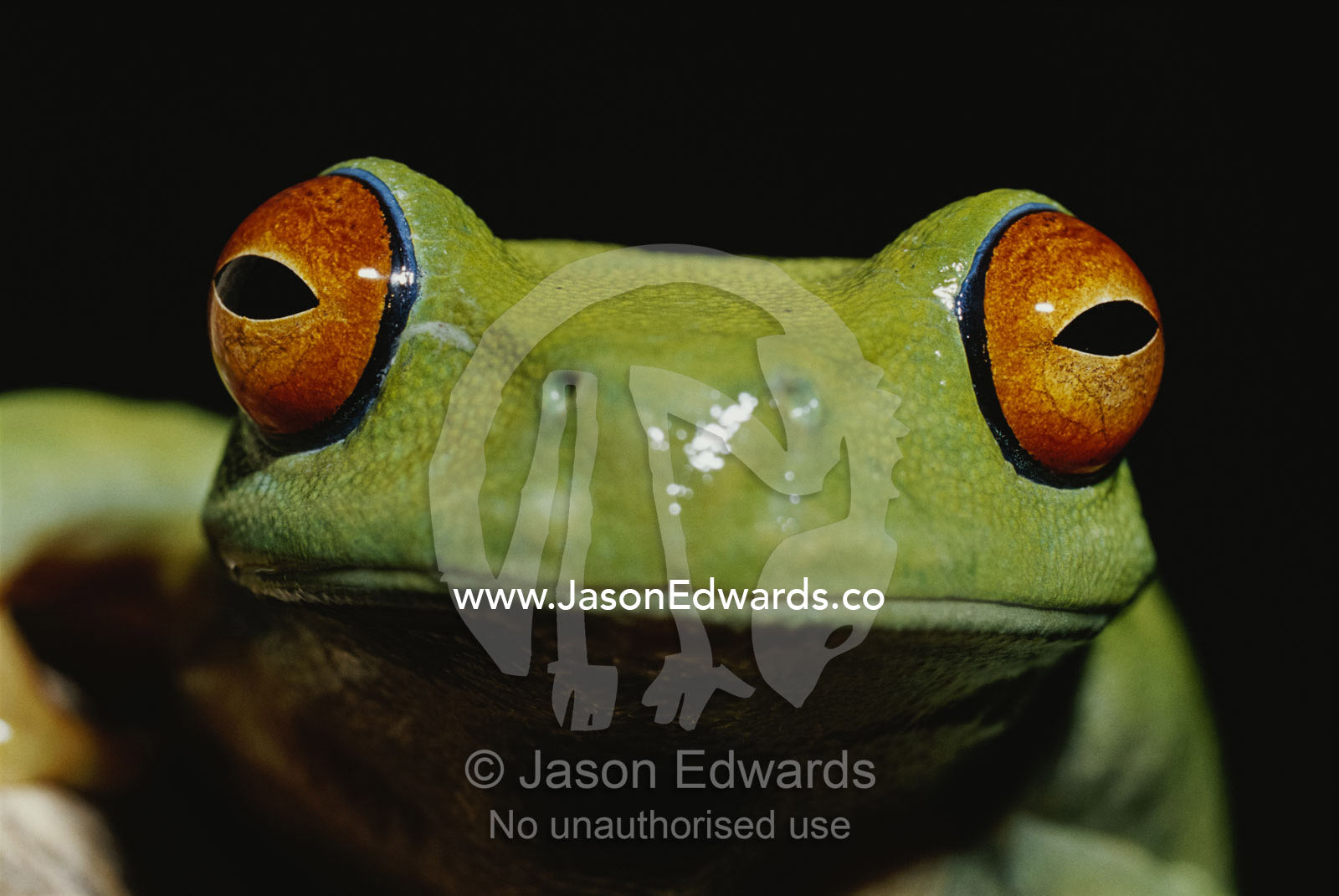 Colorful close view of red-eyed tree frog. Amphibian Research Centre, Victoria, Australia.