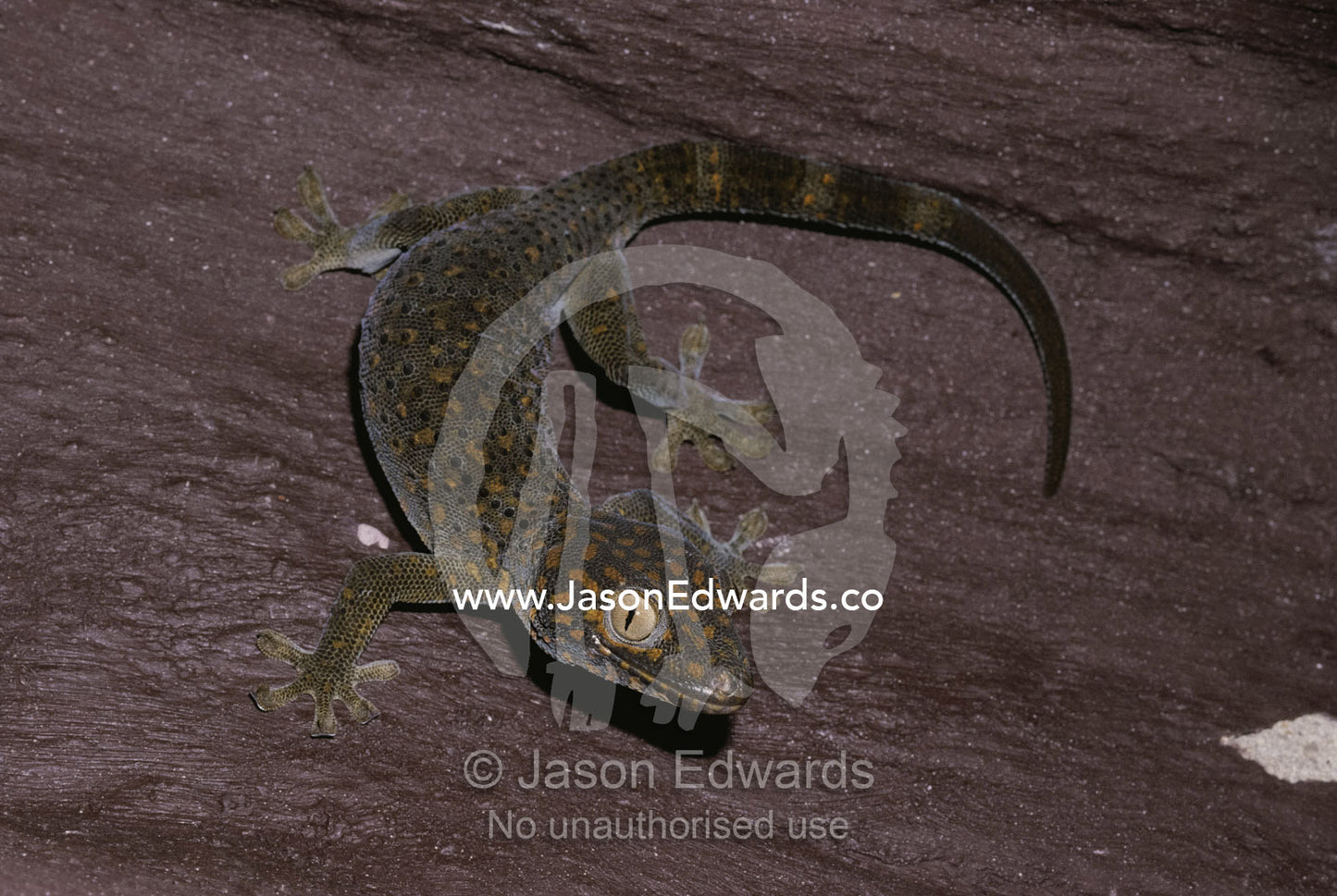 Tokay gecko climbing wall. Melbourne Zoo, Victoria, Australia.
