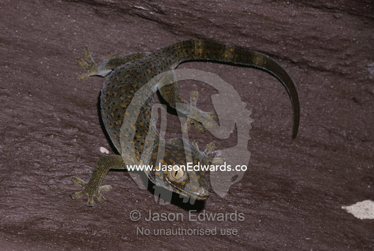 Tokay gecko climbing wall. Melbourne Zoo, Victoria, Australia.