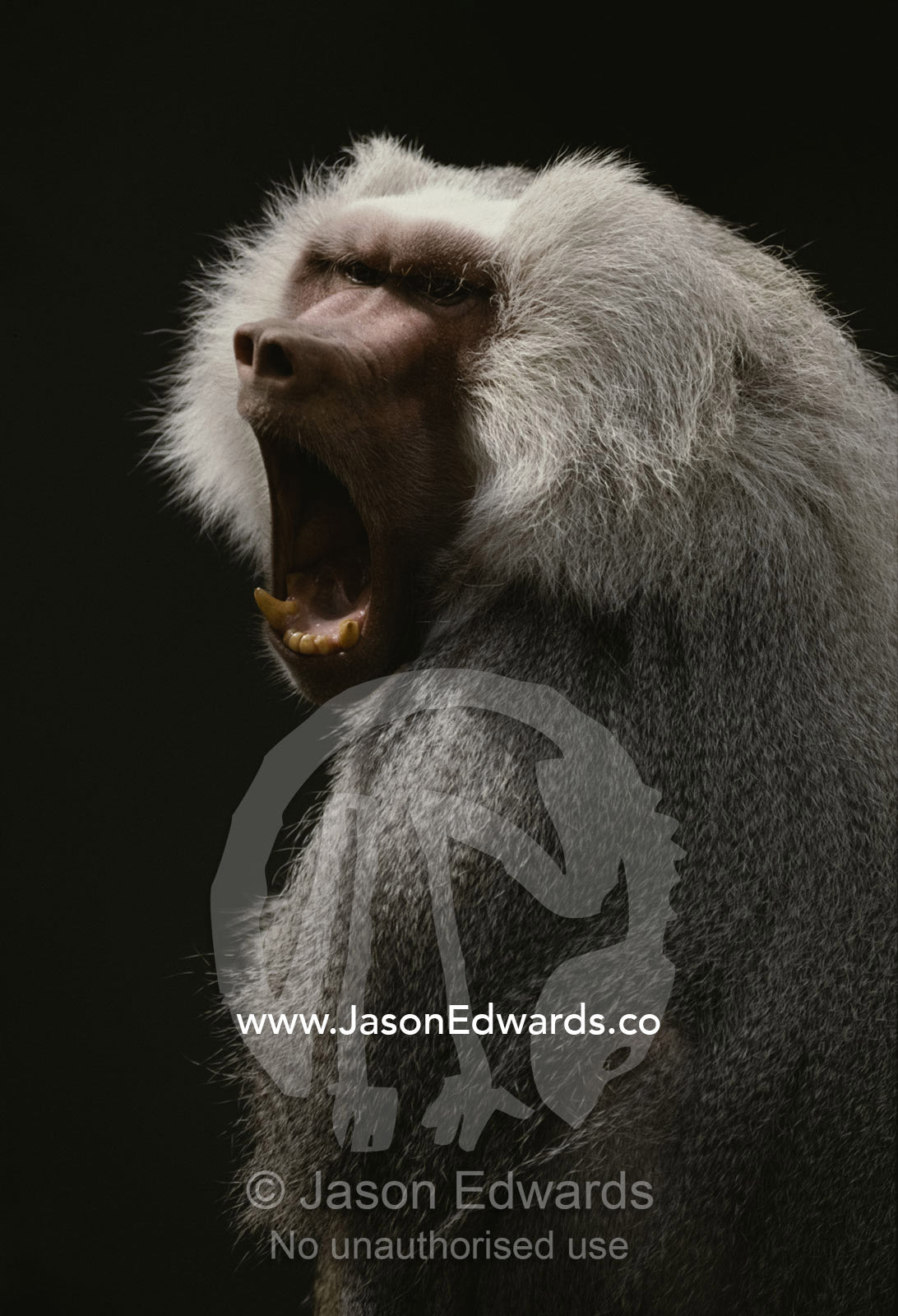 Sacred or hamadryas baboon yawning. Melbourne Zoo, Victoria, Australia.