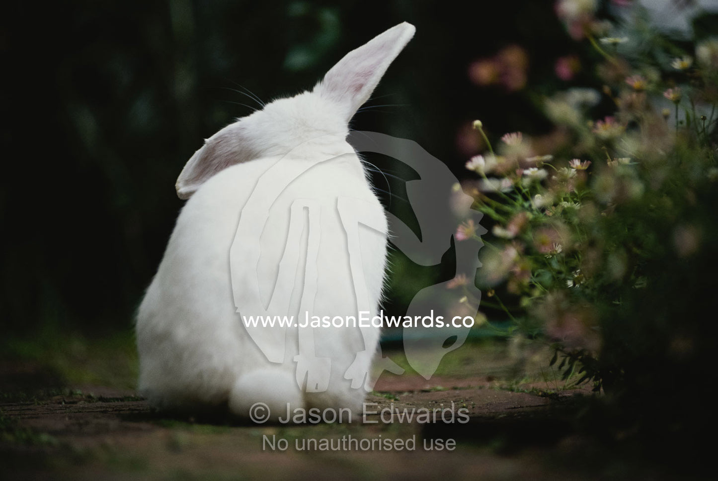 Rear view of white rabbit in garden. Prahran, Victoria, Australia.