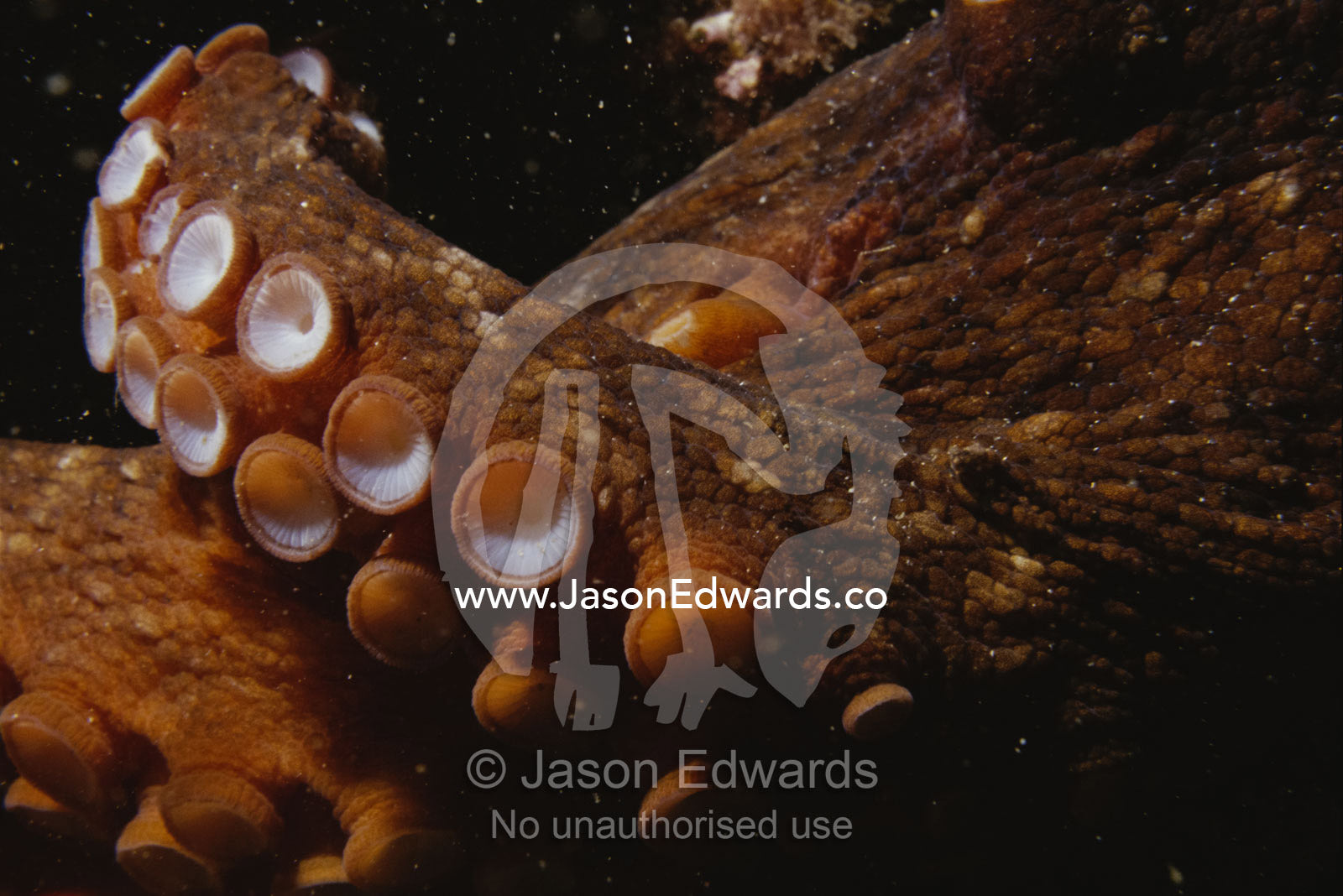 Close view of octopus tentacles with suction cups. Merimbula, New South Wales, Australia.