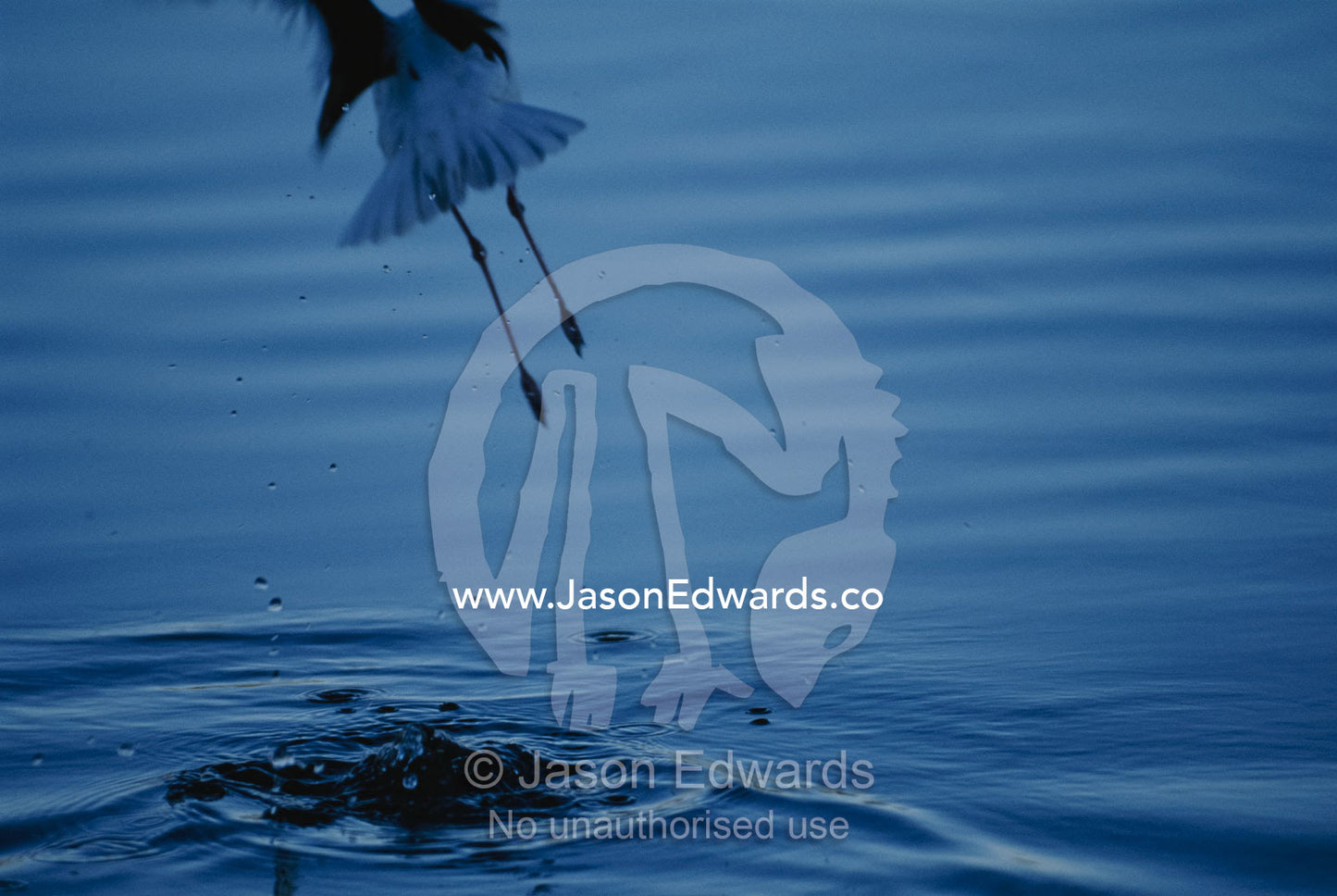Black-winged stilt launching into flight from water. Coorong National Park, South Australia, Australia.